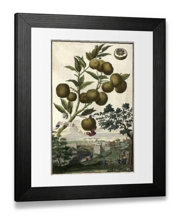 Framed Print : Citrus fruit, Aranzi nanini da china and the Doser bridges Framed Print : Citrus fruit, Aranzi nanini da china and the Doser bridges
