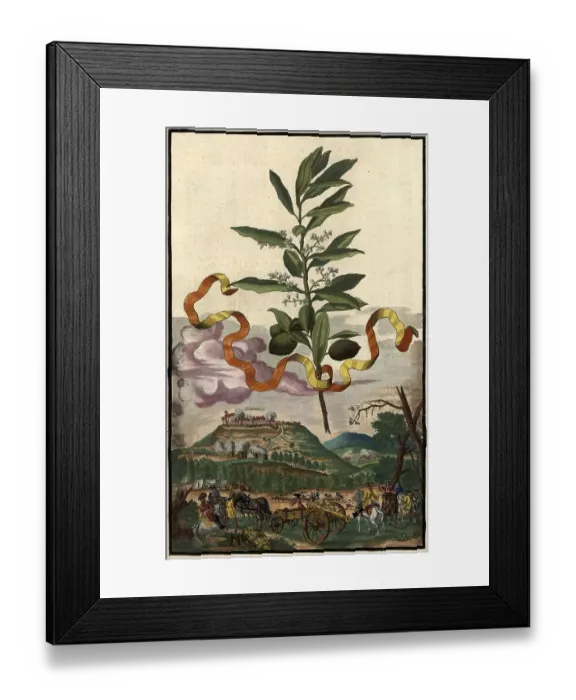 Framed Print : Olivo, Olive Tree and View of Rotenberg Framed Print : Olivo, Olive Tree and View of Rotenberg