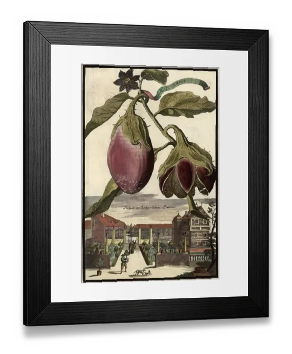 Framed Print : Melanzana Aubergine and the Lochnerian Garden