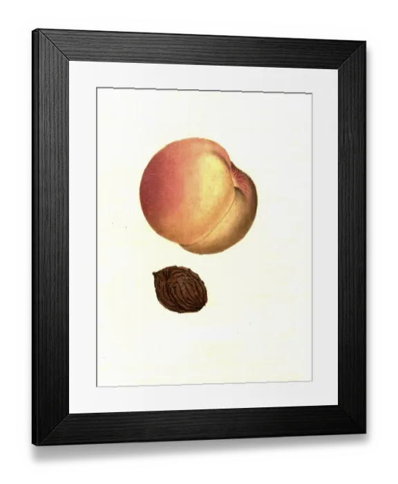 Framed Print : Peach of the Penelope variety digitally restored reproduction of an original from the 19th century Framed Print : Peach of the Penelope variety digitally restored reproduction of an original from the 19th century