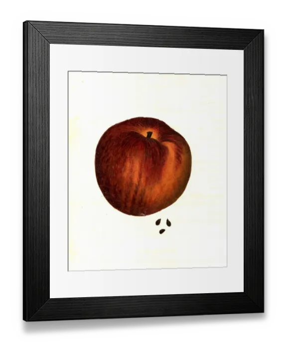 Framed Print : Apple of the Cheltenham variety digitally restored reproduction of an original from the 19th century