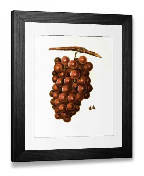 Framed Print : Grape of the Diana variety digitally restored reproduction of an original from the 19th century