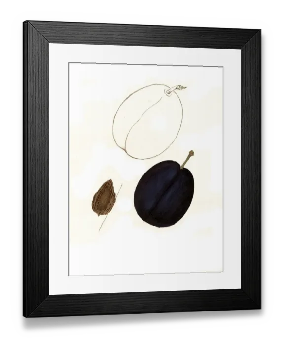 Framed Print : Plum of the Cleavinger variety digitally restored reproduction of an original from the 19th century Framed Print : Plum of the Cleavinger variety digitally restored reproduction of an original from the 19th century