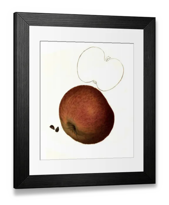 Framed Print : Apple of the Jefferis variety digitally restored reproduction of an original from the 19th century