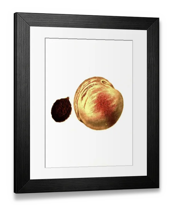 Framed Print : Peach of the Gorgos variety digitally restored reproduction of an original from the 19th century