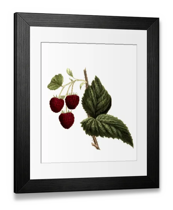 Framed Print : Raspberry of the Cushing raspberry variety digitally restored reproduction of an original from the 19th century Framed Print : Raspberry of the Cushing raspberry variety digitally restored reproduction of an original from the 19th century