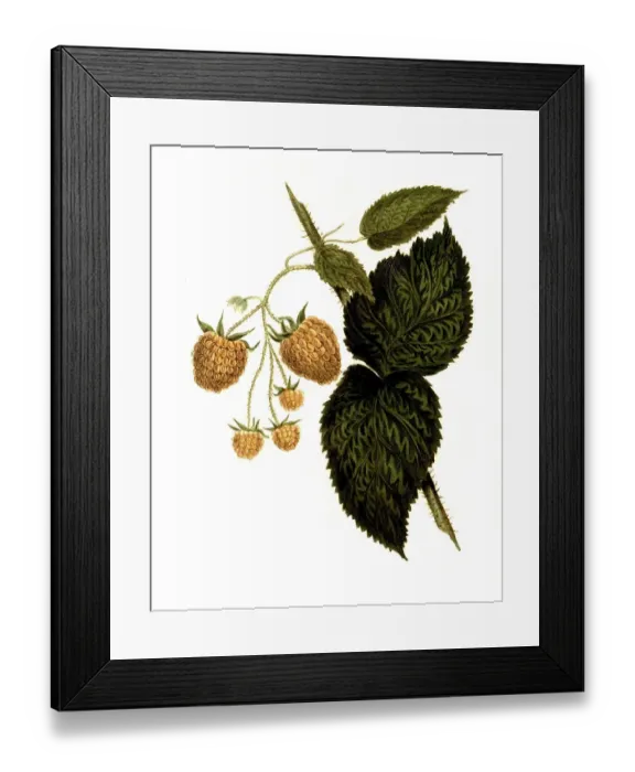 Framed Print : Raspberry of the Col Wilder Raspberry variety digitally restored reproduction of an original from the 19th century