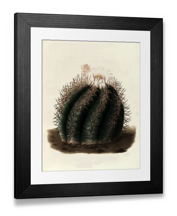 Framed Print : Echinocactus (cactaceae) horizonthalonius is a species of plant in the genus Echinocactus in the family Framed Print : Echinocactus (cactaceae) horizonthalonius is a species of plant in the genus Echinocactus in the family