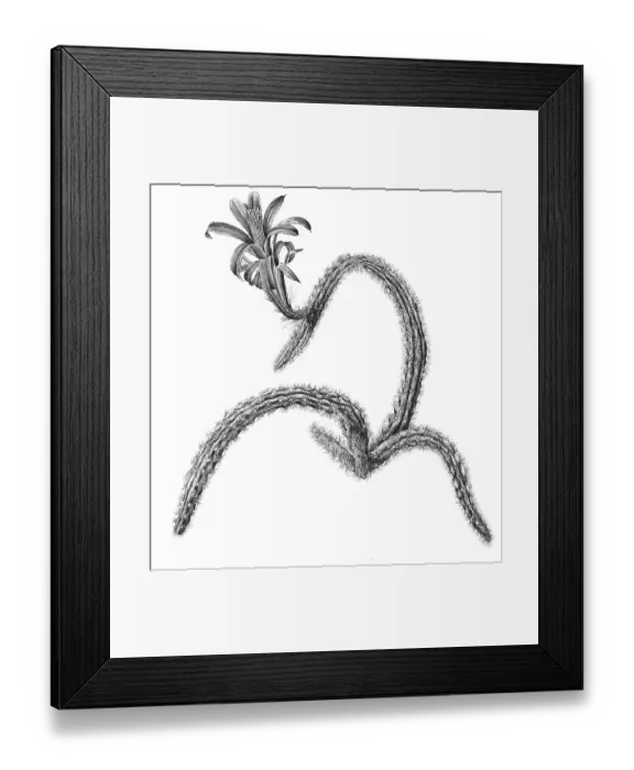 Framed Print : leptophis, Aporocactus (Cereus) Framed Print : leptophis, Aporocactus (Cereus)