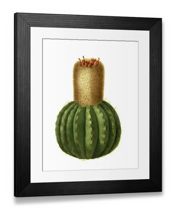 Framed Print : Melocactus communis, Melocactus intortus is a species of plant in the genus Melocactus in the cactus family