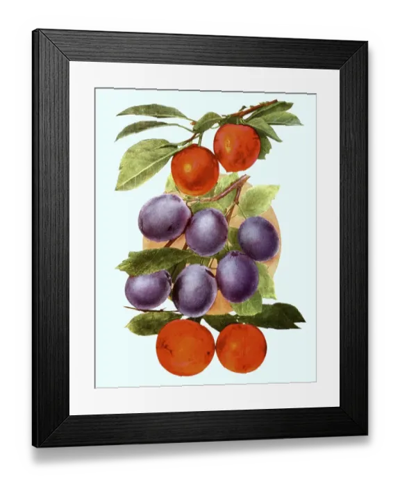 Framed Print : Plums of the variety: 1. Abundance, 2