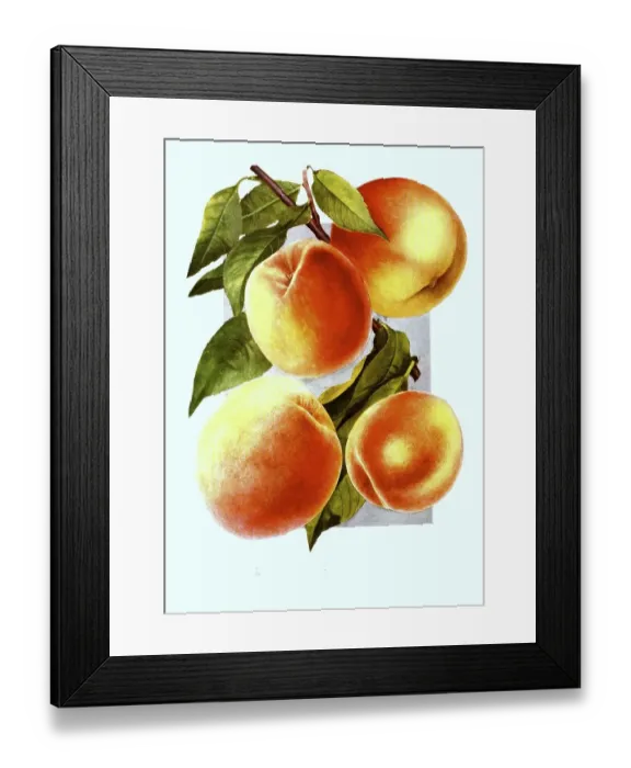 Framed Print : Peaches of the varieties: 1. Crosby, 2 Framed Print : Peaches of the varieties: 1. Crosby, 2