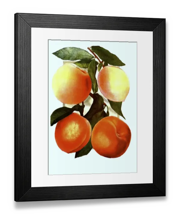 Framed Print : Peaches of the varieties: 1. New Prolific Framed Print : Peaches of the varieties: 1. New Prolific