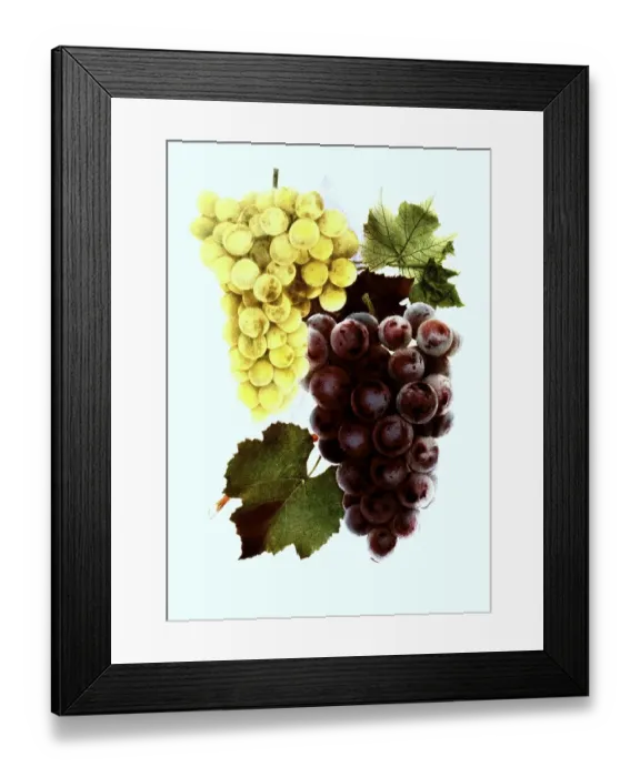 Framed Print : Grapes of the variety: 1. Moores Diamond