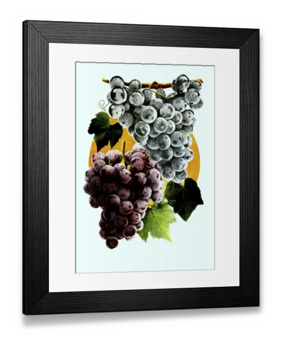 Framed Print : Grapes of the variety: 1. Moores early