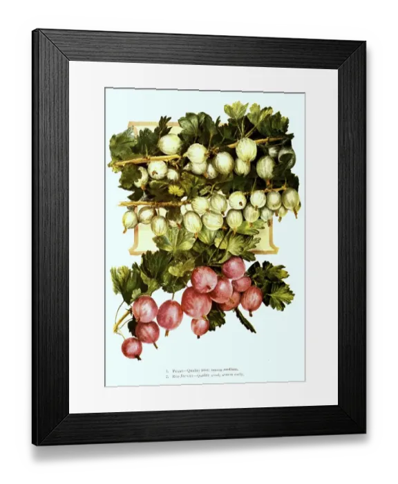 Framed Print : Gooseberries of the variety: 1