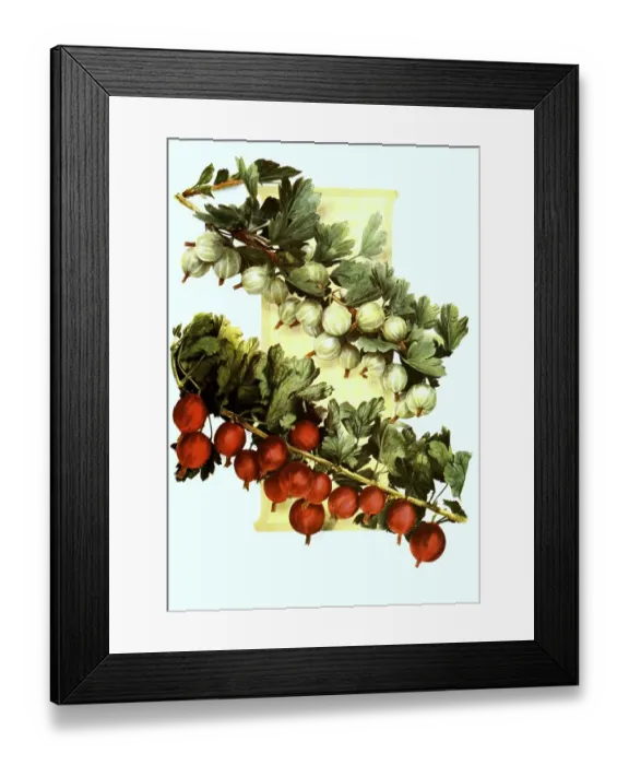 Framed Print : Gooseberries of the variety: 1 Framed Print : Gooseberries of the variety: 1