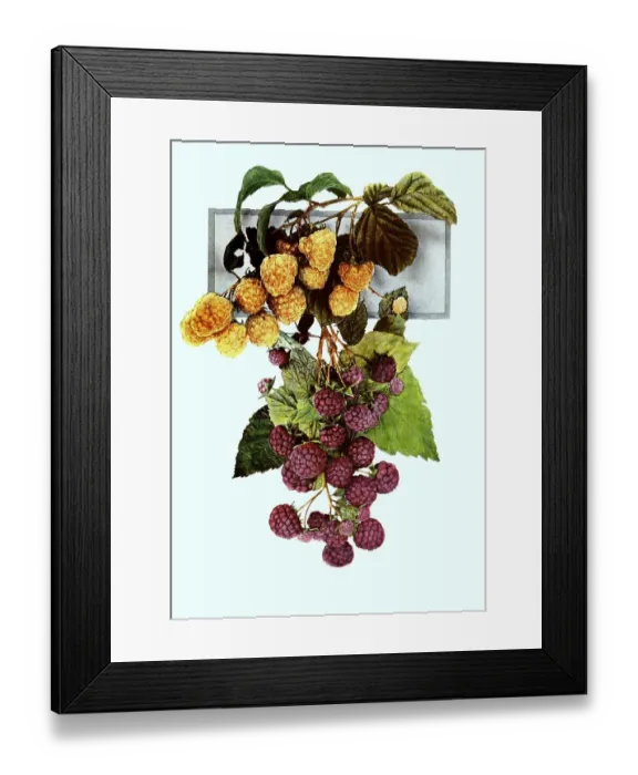 Framed Print : Raspberries of the variety: 1. Golden Queen