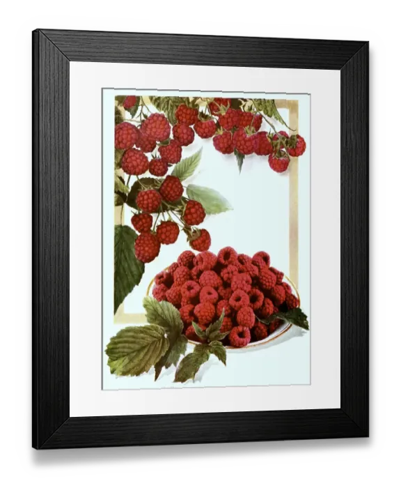 Framed Print : Raspberries of the variety: 1. Herbert Framed Print : Raspberries of the variety: 1. Herbert
