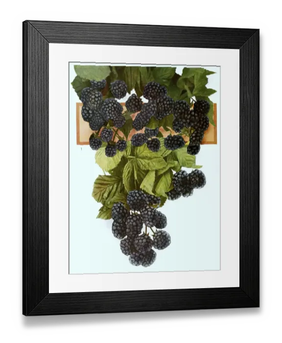 Framed Print : Ripe blackberries on a bush, digitally processed reproduction of a watercolour drawing from 1856