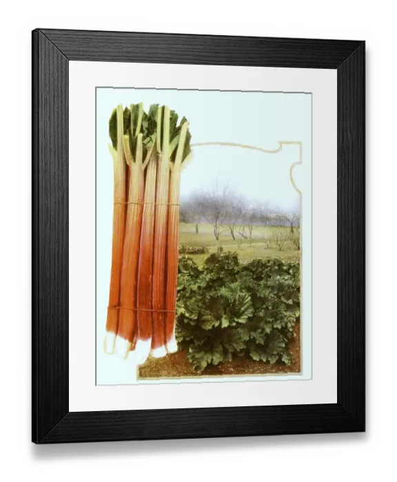 Framed Print : Rhubarb, stems and leaves, plant Framed Print : Rhubarb, stems and leaves, plant