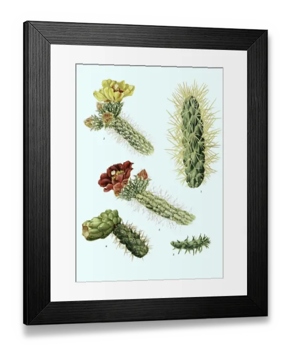 Framed Print : 1. (Opuntia) (tunicata), 2-5, Opuntia spinosiorKaktus Framed Print : 1. (Opuntia) (tunicata), 2-5, Opuntia spinosiorKaktus