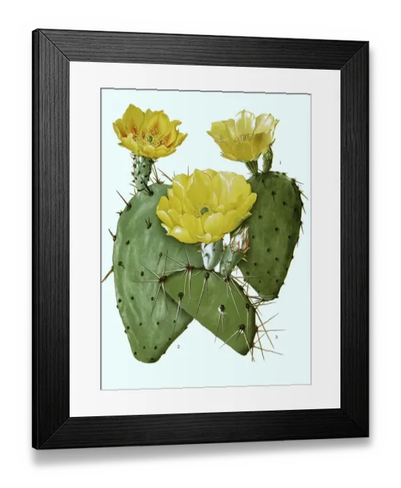 Framed Print : 1. atrispina, 2. Opuntia phaeacantha, 3 Framed Print : 1. atrispina, 2. Opuntia phaeacantha, 3