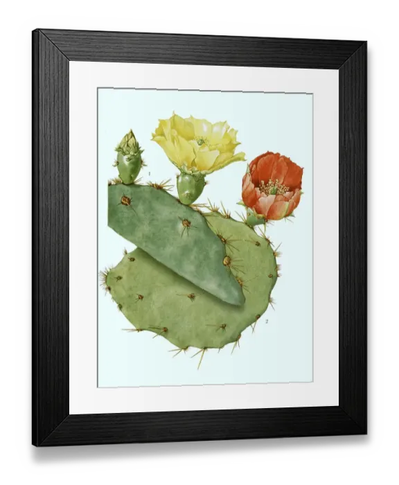 Framed Print : Nopale (Opuntia), digitally restored reproduction of an original from the 19th century
