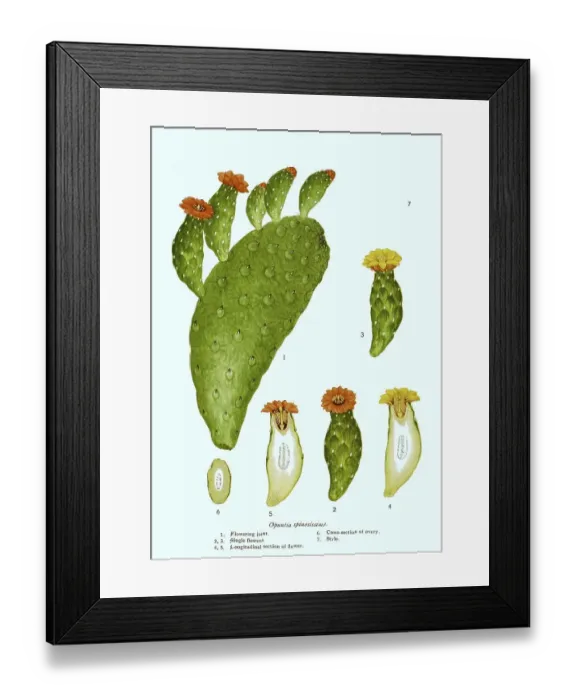Framed Print : Nopale (Opuntia), digitally restored reproduction of an original from the 19th century