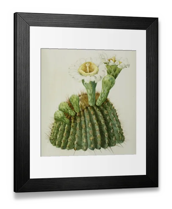 Framed Print : Carnegiea gigantea, cactus, cacti Framed Print : Carnegiea gigantea, cactus, cacti
