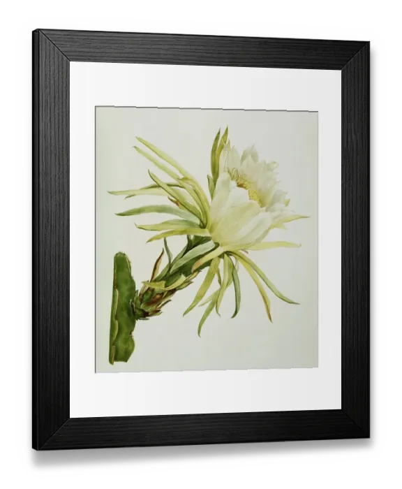 Framed Print : Cactus, white-fleshed pitahaya (Hylocereus undatus)