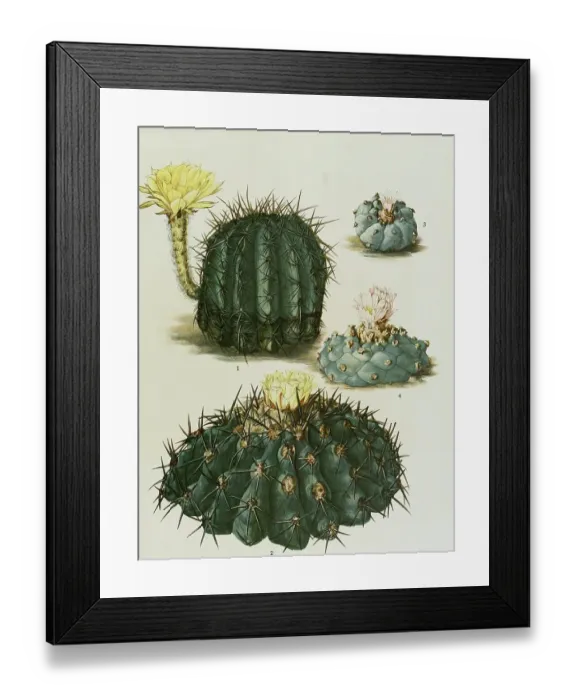 Framed Print : 1. Echinopsis aurea, 2. Copiapoa coquimbana