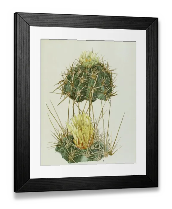 Framed Print : 1. Ferocactus (Ferocactus rectispinus) viridescens