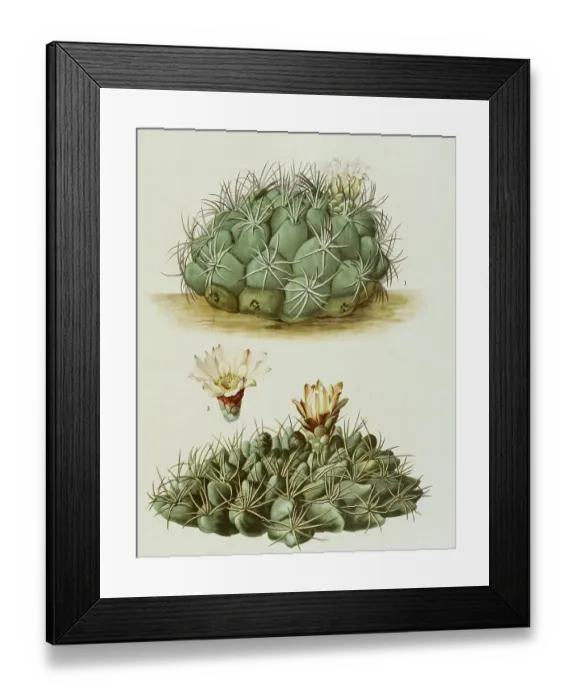 Framed Print : 1. gymnocalydium saglione, 2. 3 Framed Print : 1. gymnocalydium saglione, 2. 3