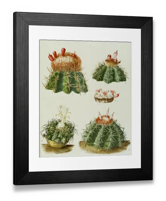 Framed Print : 1. cactus lemairei, 2. cactus harlowii