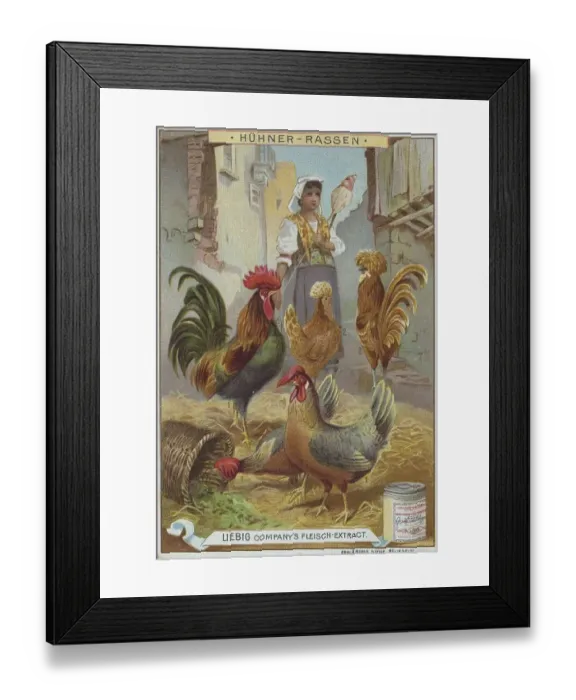 Framed Print : Chicken Breeds Series, digitally enhanced reproduction of a Liebig collector's picture from c Framed Print : Chicken Breeds Series, digitally enhanced reproduction of a Liebig collector's picture from c