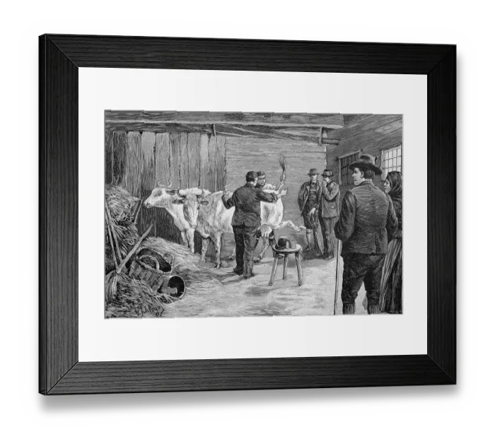 Framed Print : Cowshed, vaccinating cows, in Styria