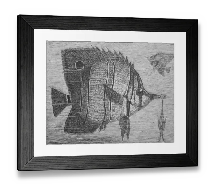 Framed Print : Duckbills, are a family of perciform fish found in tropical and subtropical waters of the Atlantic and Indian Oceans