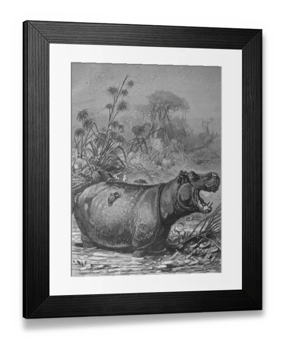 Framed Print : Madenhacker auf einem Flusspferd