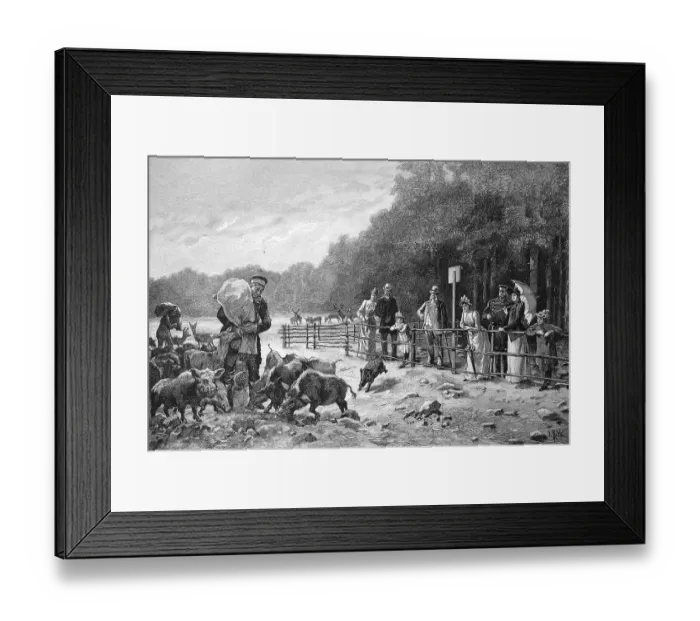 Framed Print : Feeding the game in the royal zoo at Moritzburg in Saxony