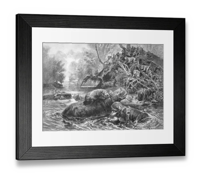 Framed Print : Hippopotami and Monkeys on the White Nile in Uganda Framed Print : Hippopotami and Monkeys on the White Nile in Uganda