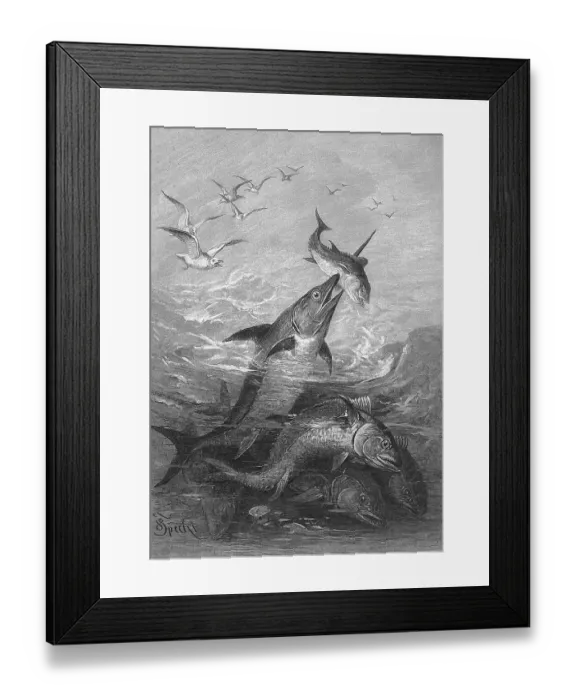 Framed Print : Swordfish hunting tuna, tuna fish