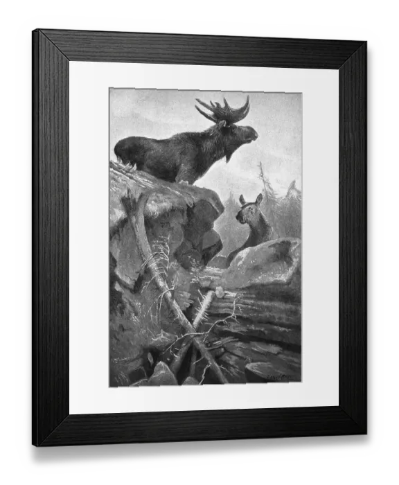 Framed Print : Elks (Alces alces), in mountainous landscape in Northern Europe