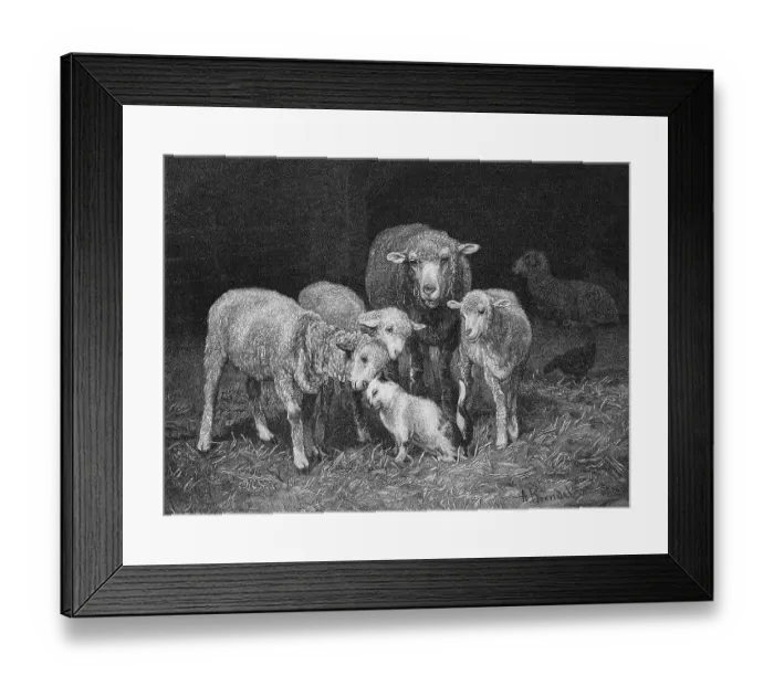 Framed Print : Sheep in the barn have made friends with the house cat