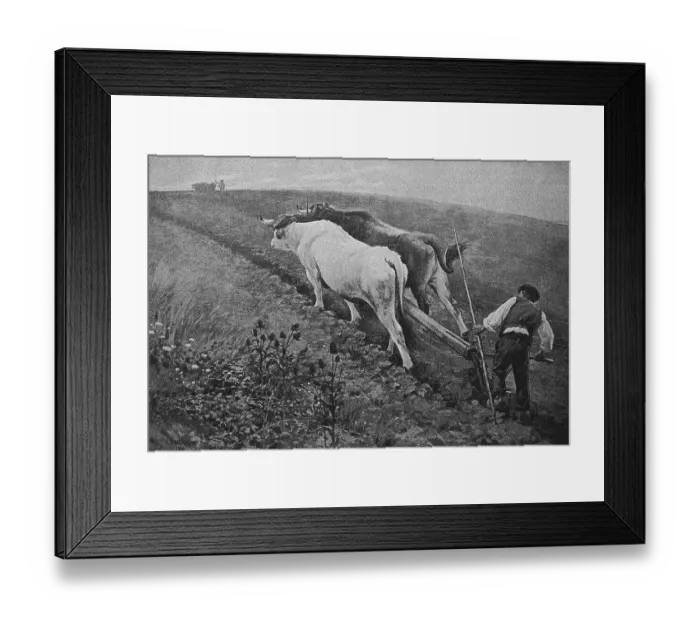 Framed Print : Ploughing with a team of oxen, Germany