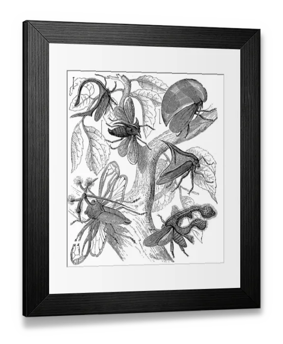 Framed Print : Humpbacked chirps or humpbacked cicadas Framed Print : Humpbacked chirps or humpbacked cicadas