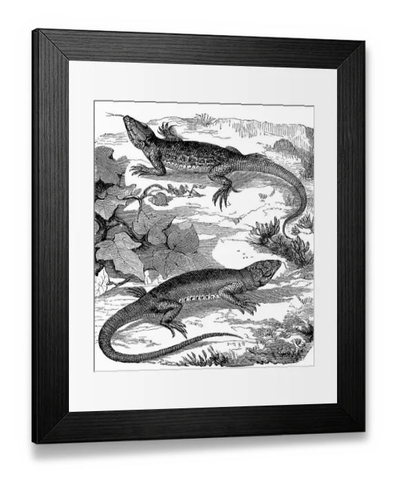 Framed Print : Green european green lizard (Lacerta viridis) Framed Print : Green european green lizard (Lacerta viridis)