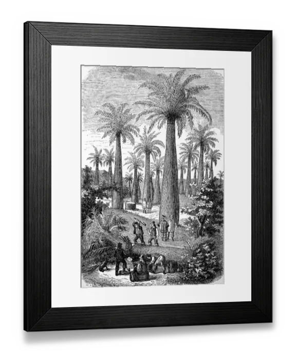 Framed Print : Honigpalme, Jubaea (Jubaea chilensis) spectabilis Framed Print : Honigpalme, Jubaea (Jubaea chilensis) spectabilis