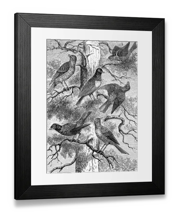 Framed Print : Birds, various species of thrushes