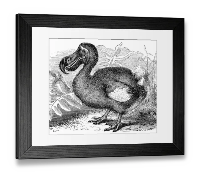 Framed Print : Dodo (Didus ineptus) Dronte, Doudo oder Dudu Framed Print : Dodo (Didus ineptus) Dronte, Doudo oder Dudu